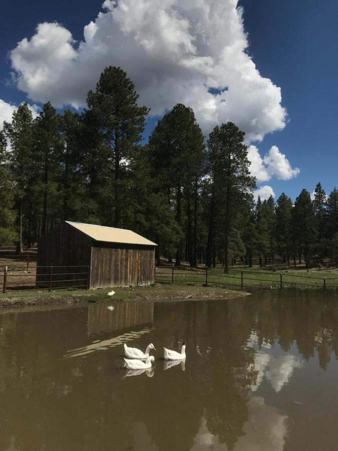 Grand Canyon 1Bd Loft/Suite-Horseback Riding-Shooting-Dogs Ok! Parks ภายนอก รูปภาพ